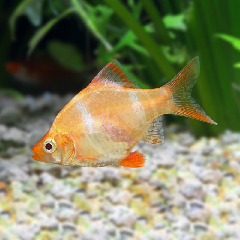 Fish Tiger Barbs - Assorted - Small - #29244