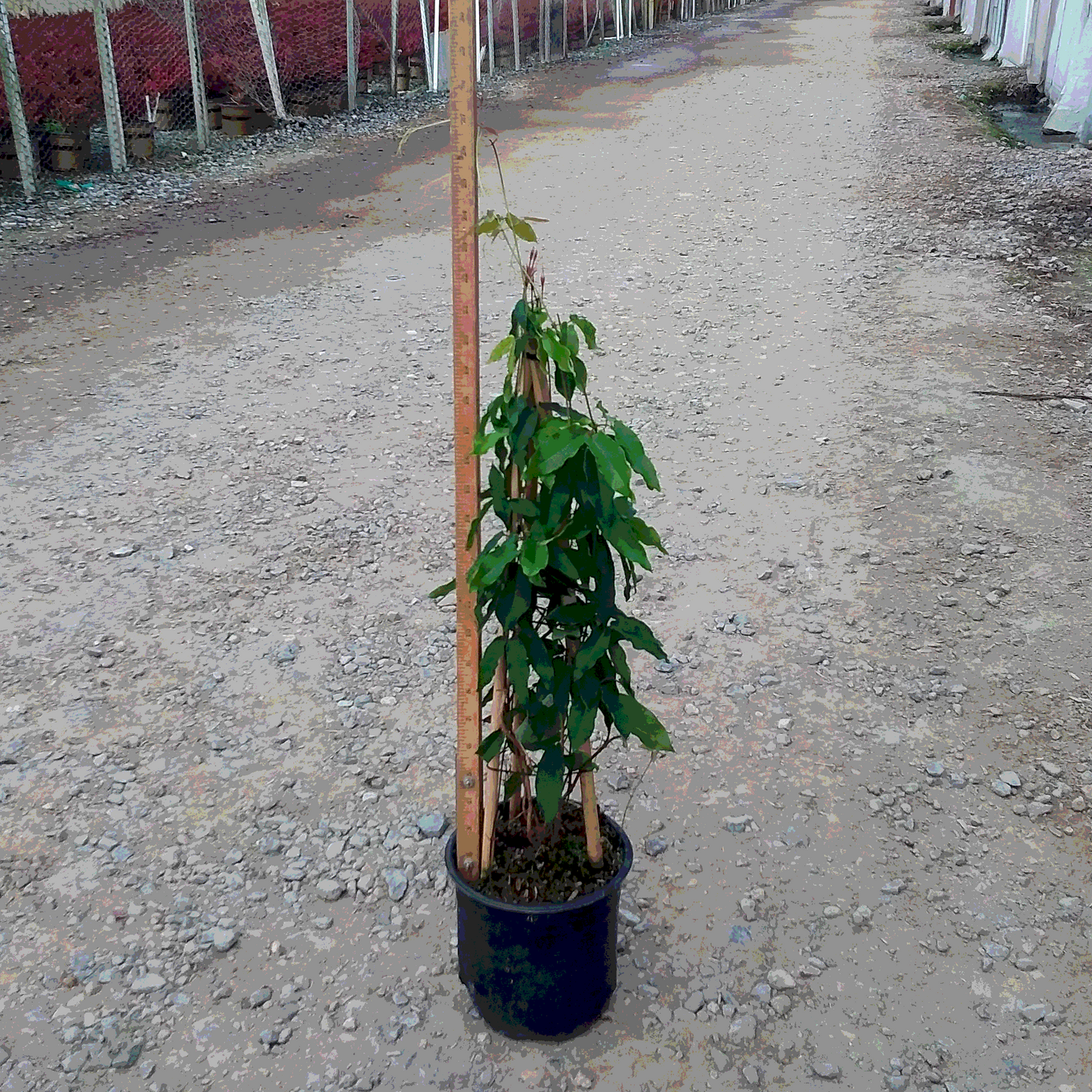 Crossvine Tangerine Beauty - 1 Gallon - #24273