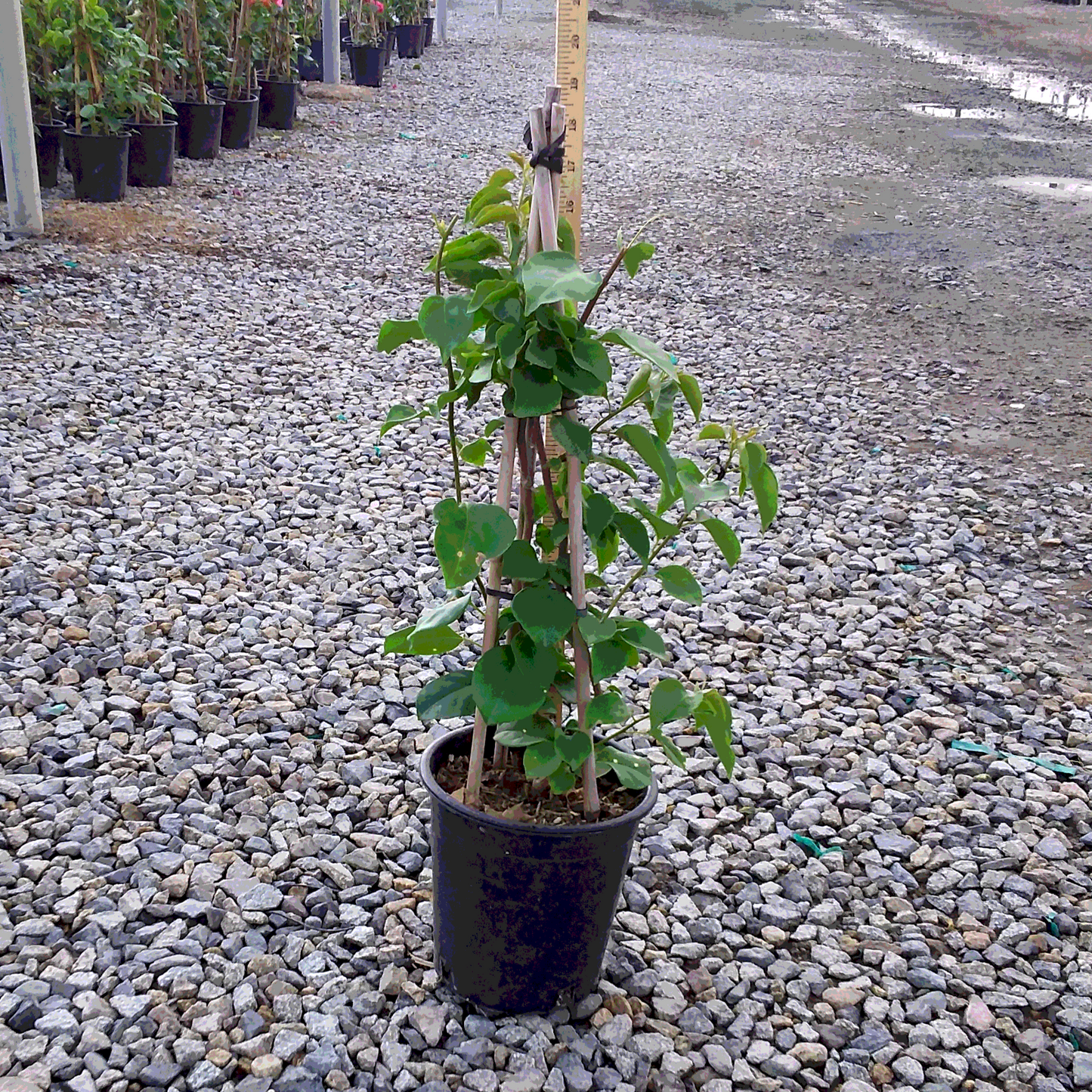 Bougainvillea 'California Gold' - 1 Gallon - #20350