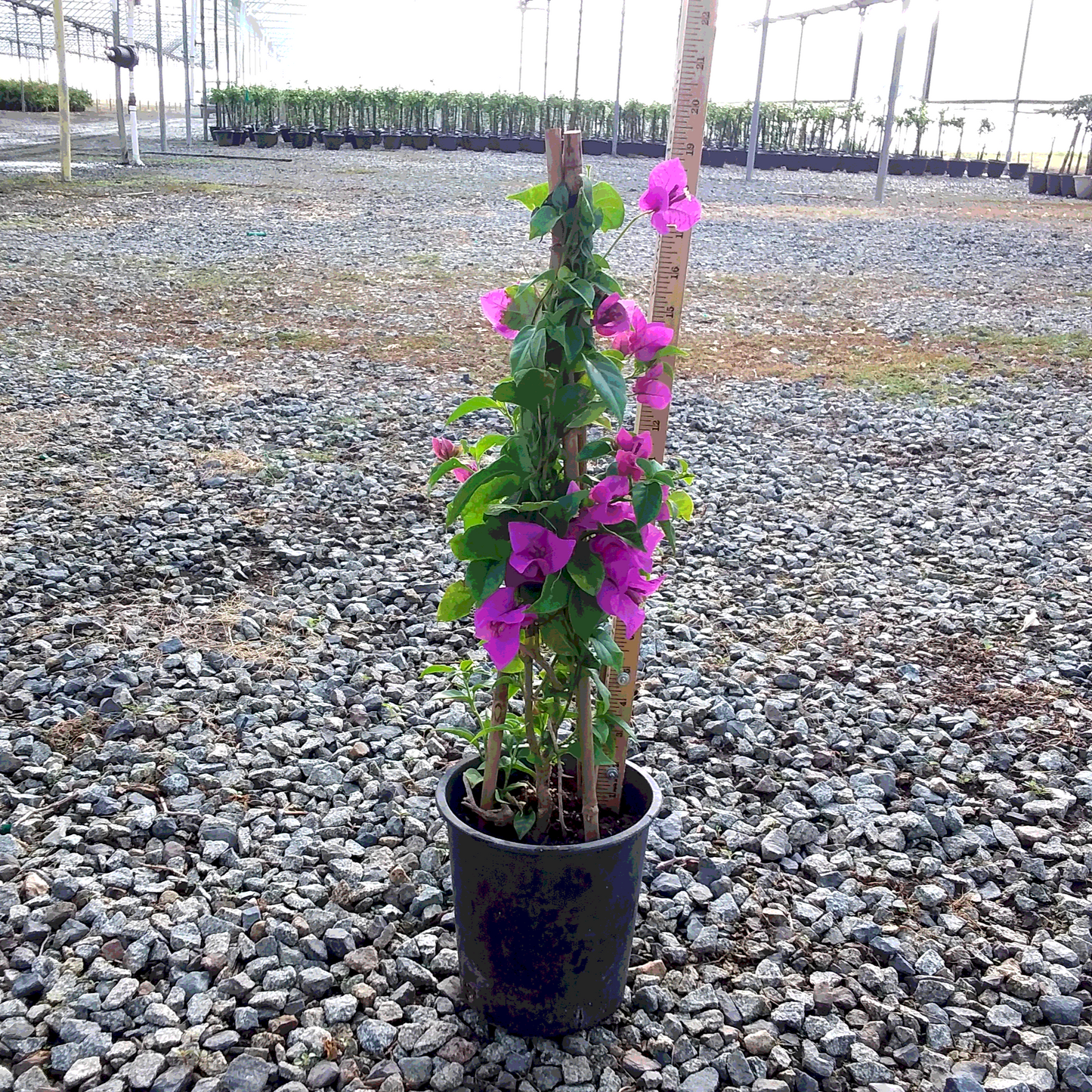 Elizabeth Angus Bougainvillea - Staked - 1 Gallon - #32811