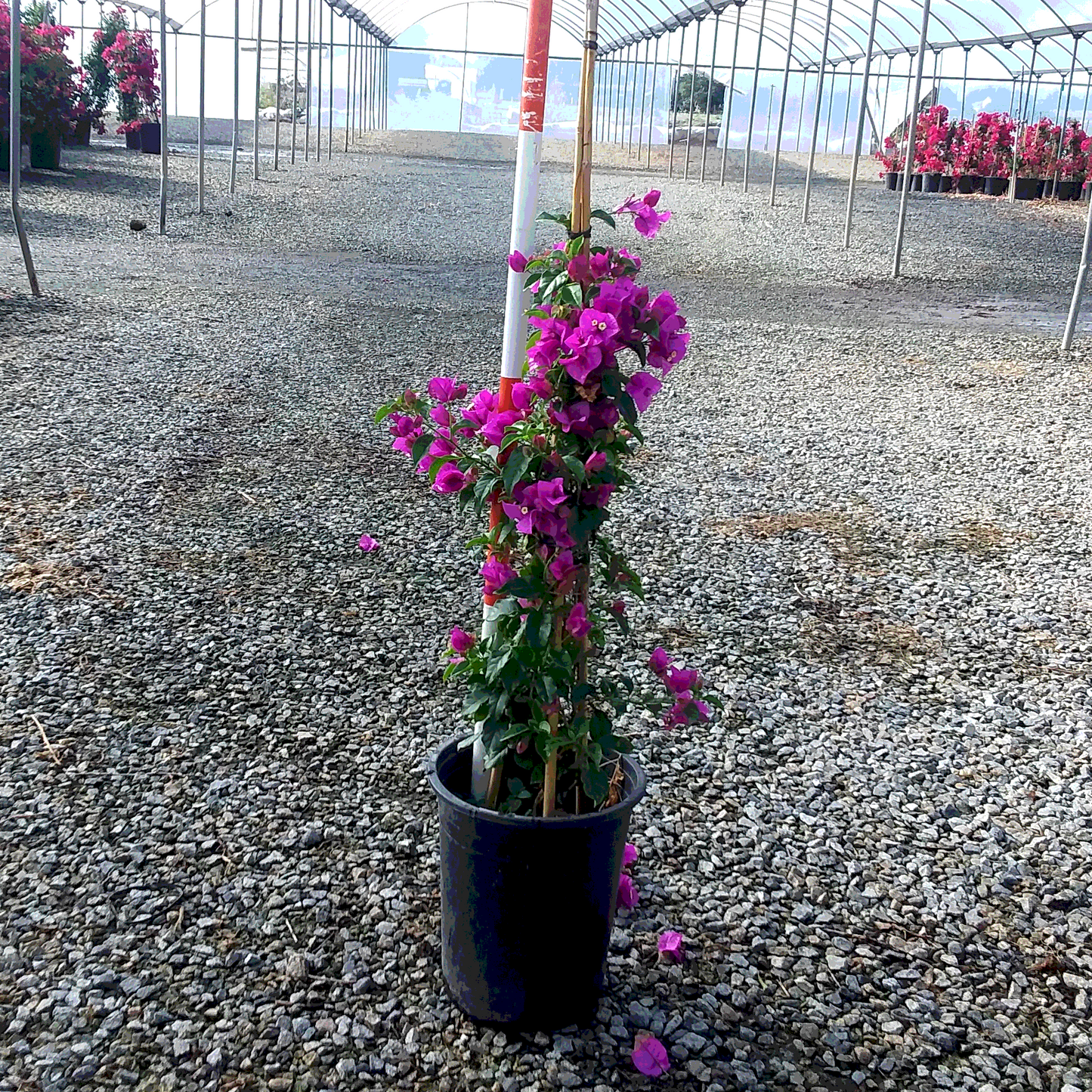 Elizabeth Angus Bougainvillea - 5 Gallon - #32810
