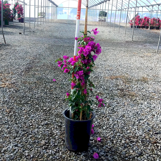 Elizabeth Angus Bougainvillea - 5 Gallon - #32810