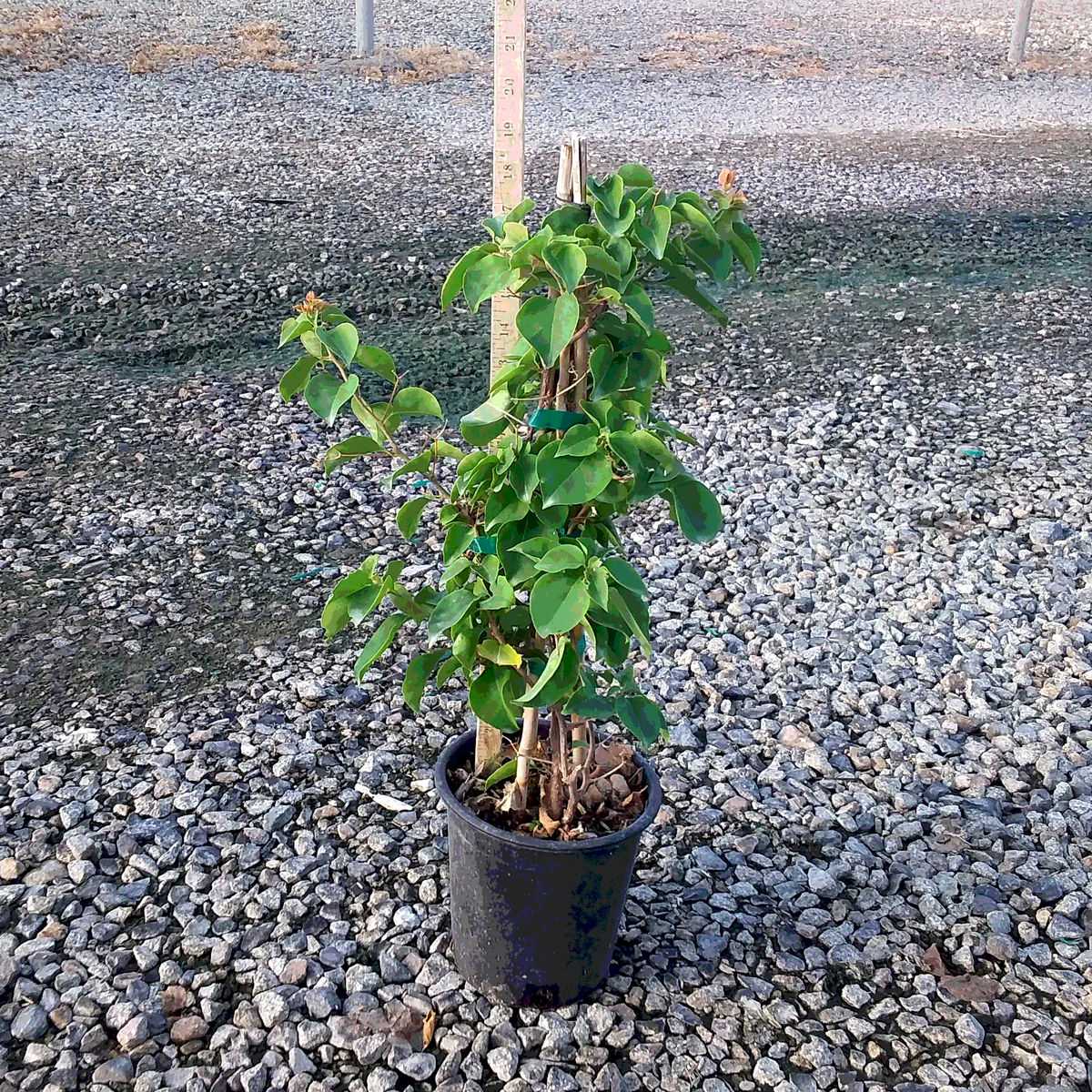 Orange King Bougainvillea - Staked - 1 Gallon - #33327