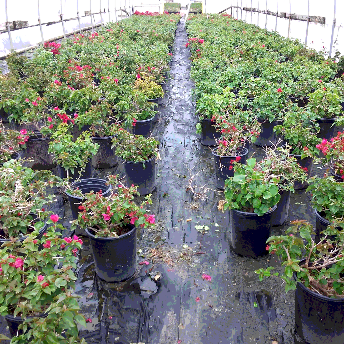 La Jolla Bougainvillea - 1 Gallon - #495