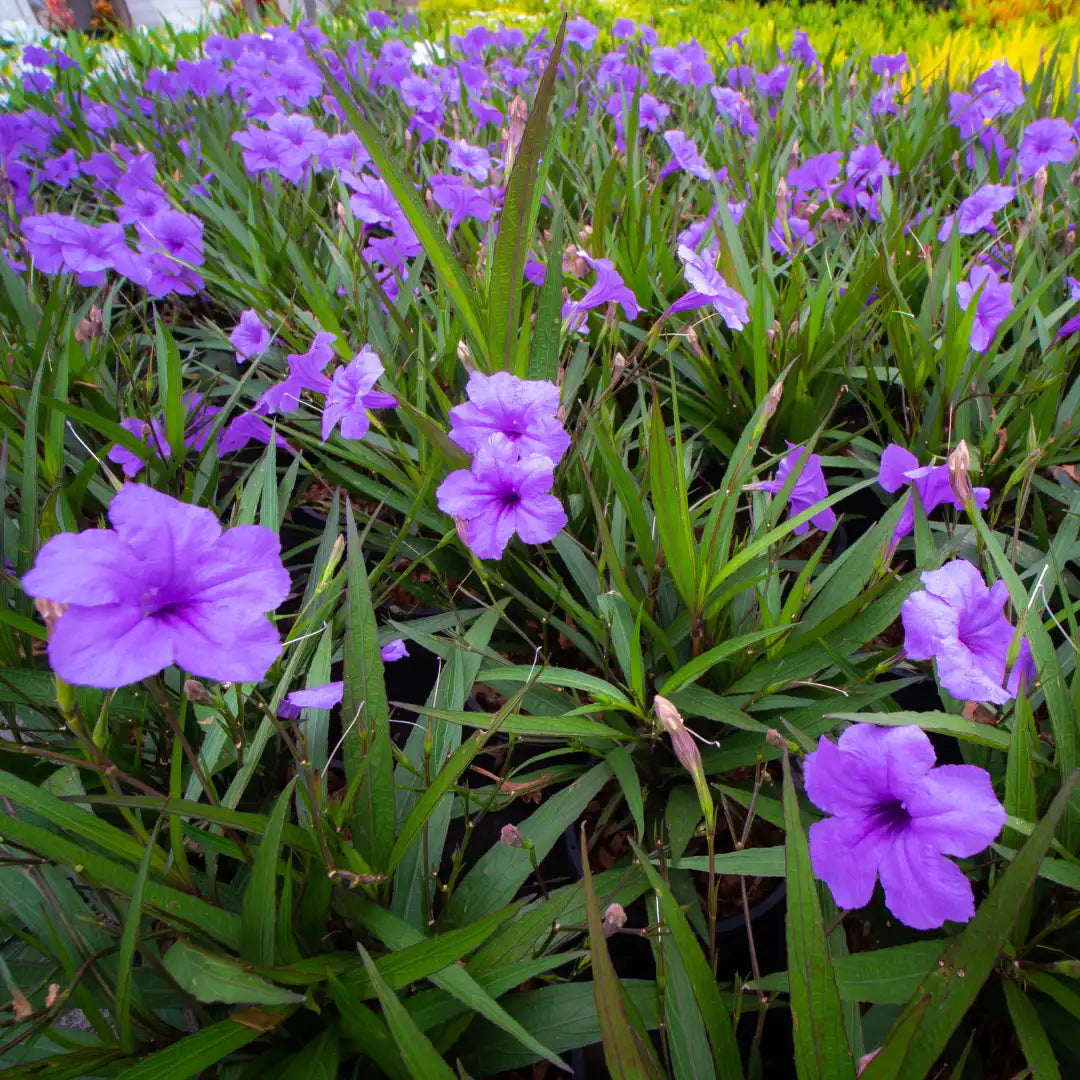 Mexican Petunia - 5 Gallon - #11944