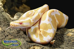 Imperfect Albino Ball Python - #32939