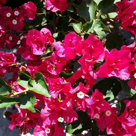 Barbara Karst Bougainvillea - Staked - 5 Gallon - #14120