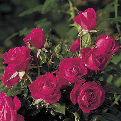 Rose Be My Baby - TNP - Patio - Tops N' Pots