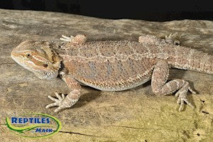 Red Hypo Bearded Dragon Juvenile Female - Large - #29163