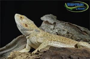 Bearded Dragon - Adult Male