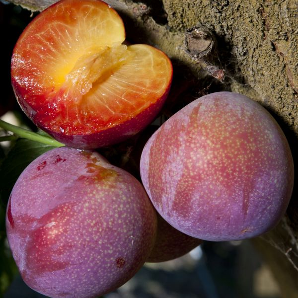 Beauty Plum - Grow Bag - #29637