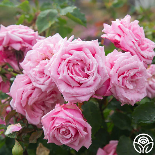Rose Belinda's Dream - Floribunda - TNP