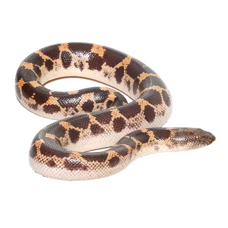 Saharan Sand Boa - #28614