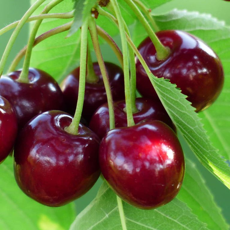 Cherry 'Bing' - Grow Bag - #29735