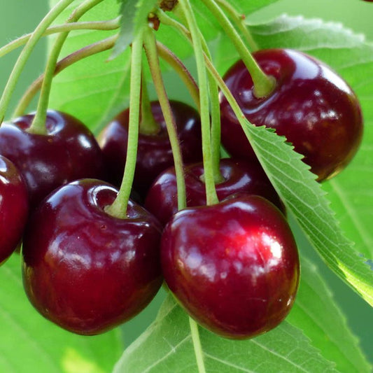 Cherry 'Bing' - Grow Bag - #29735
