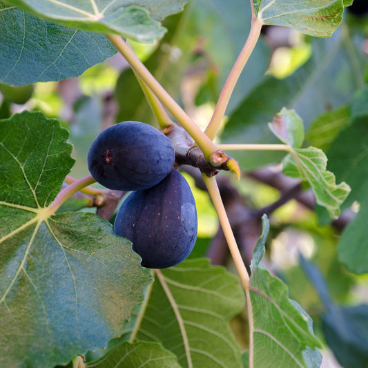 Black Mission Fig - 5 Gallon - #947