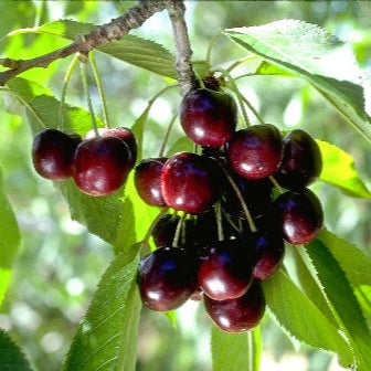 Black Tartarian Cherry - Grow Bag - #29737