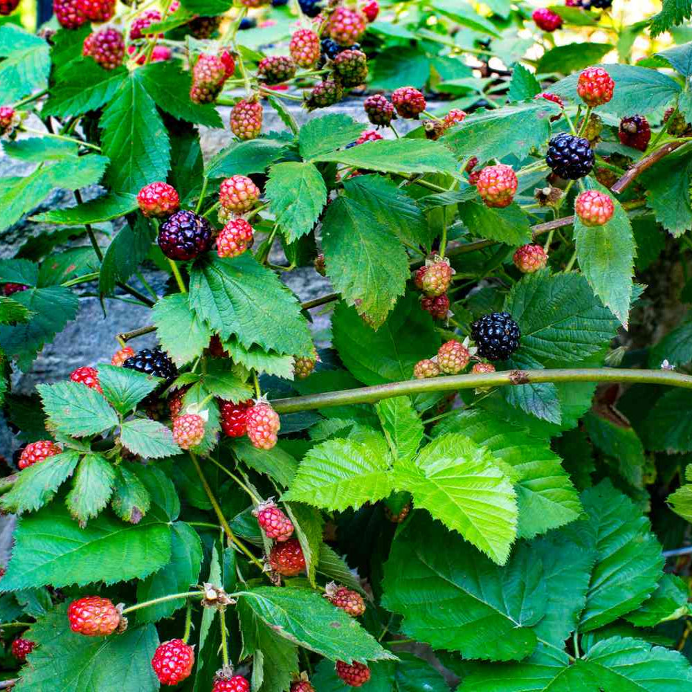 Blackberry 'Thornless Navajo' - 5 Gallon - #31154