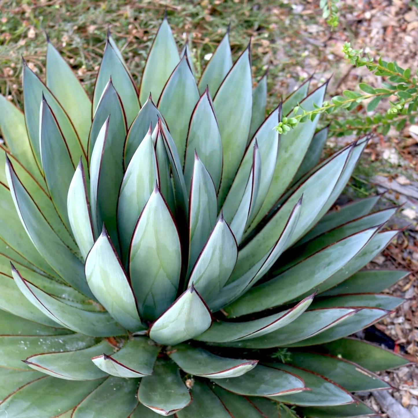 Blue Glow Agave - 1 Gallon - #25972