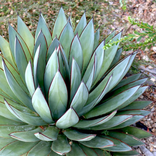 Blue Glow Agave - 1 Gallon - #25972