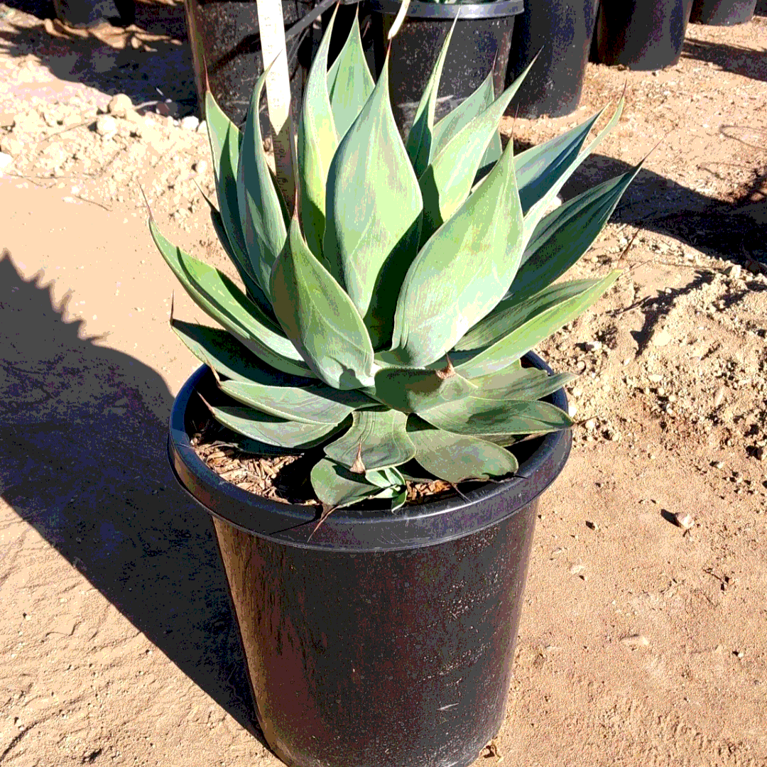 Agave Blue Flame - 15 Gallon -  #31916 - Special Order