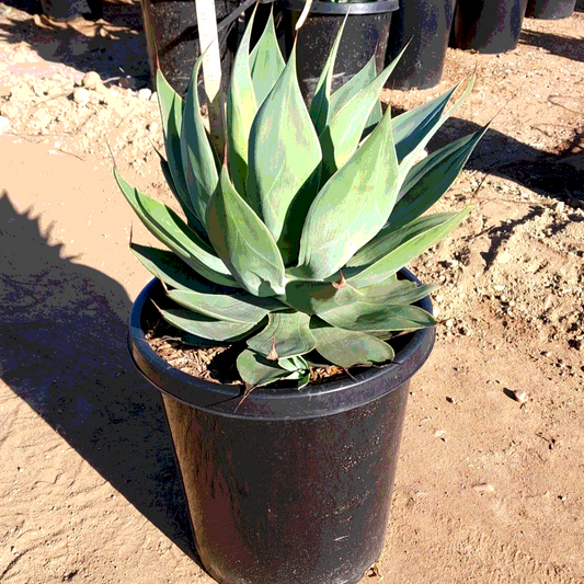 Agave Blue Flame - 15 Gallon -  #31916 - Special Order