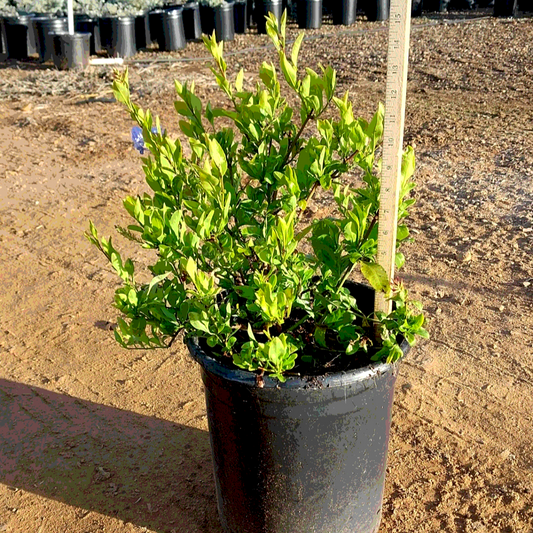 Plumbago 'Imperial Blue Cape' - 1 Gallon - #593