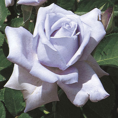 Rose Blue Girl - Hybrid Tea - TNP - #27444