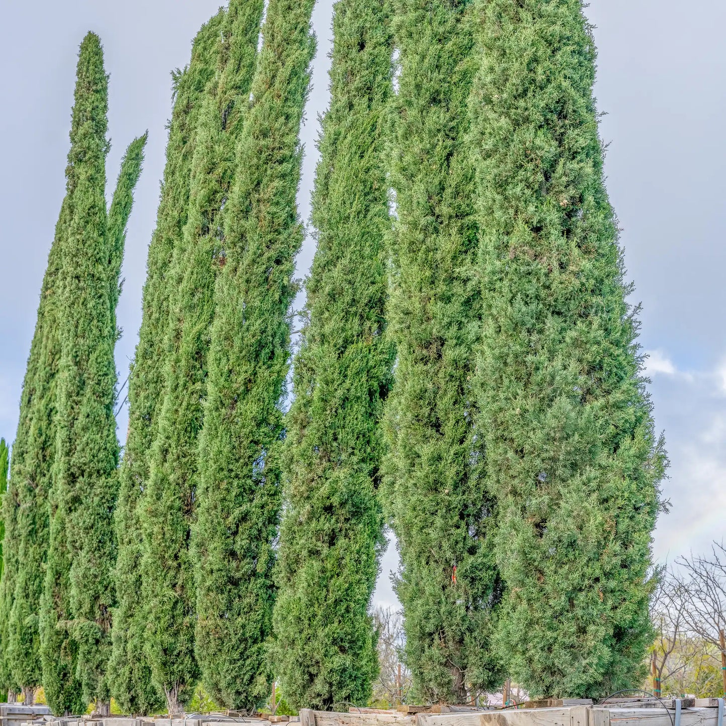 Blue Italian Cypress - 1 Gallon - #27940