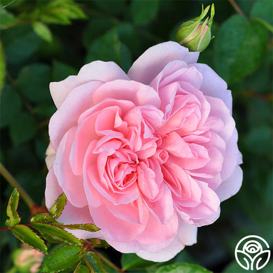 Rose Bonica - Shrub - TNP