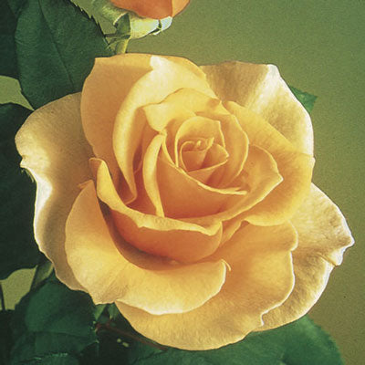Rose Brandy - Hybrid Tea - TNP - #24998