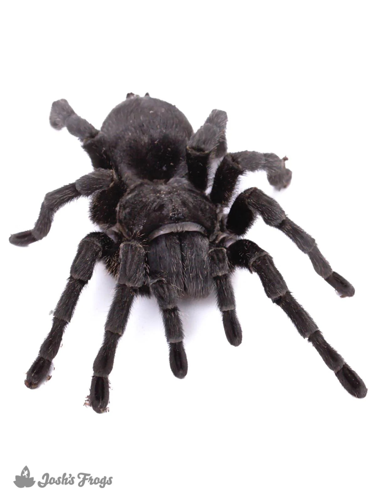 Tarantula