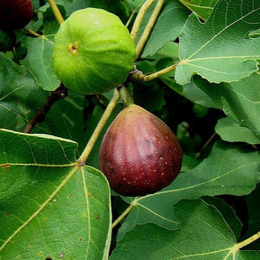 Brown Turkey Fig - 5 Gallon - #29121