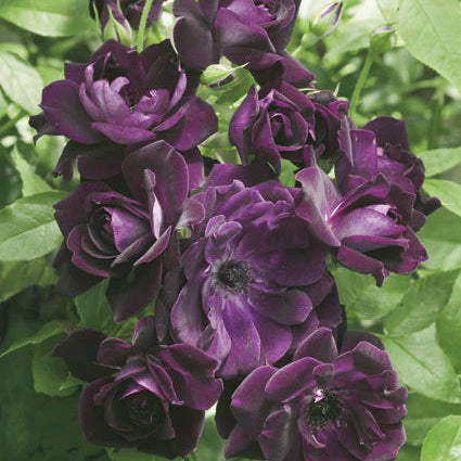 Rose Burgundy Iceberg - Floribunda - TNP - #27814