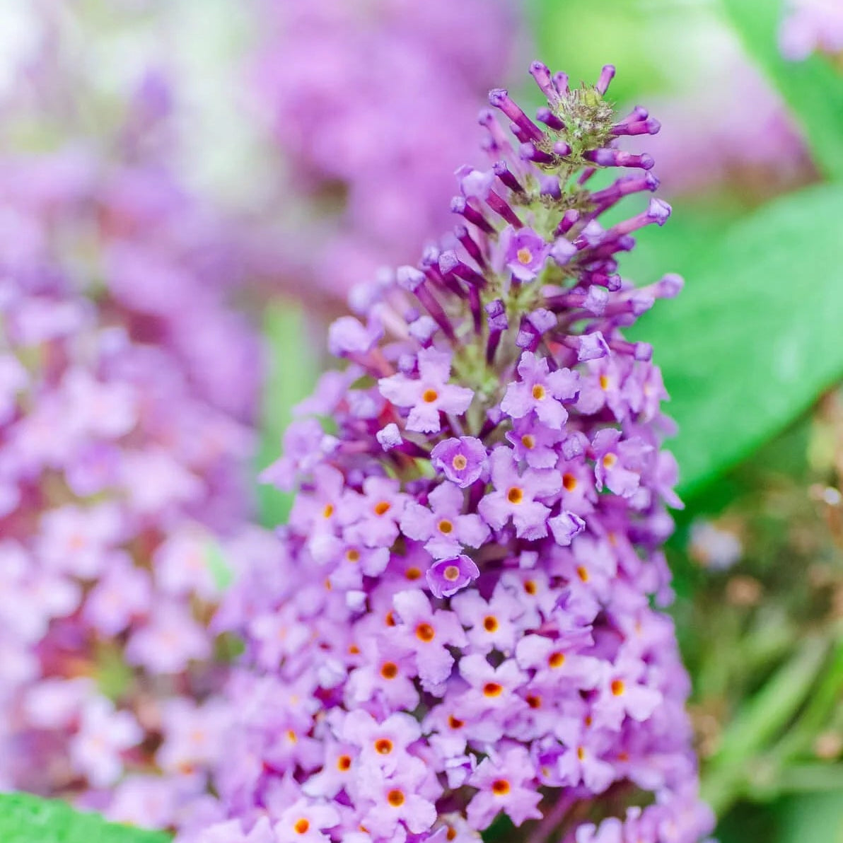Butterfly Candy Lil' Lavender Butterfly Bush - 8" - #32935
