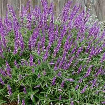 Sage 'Mexican Bush' - 5 Gallon - #3569