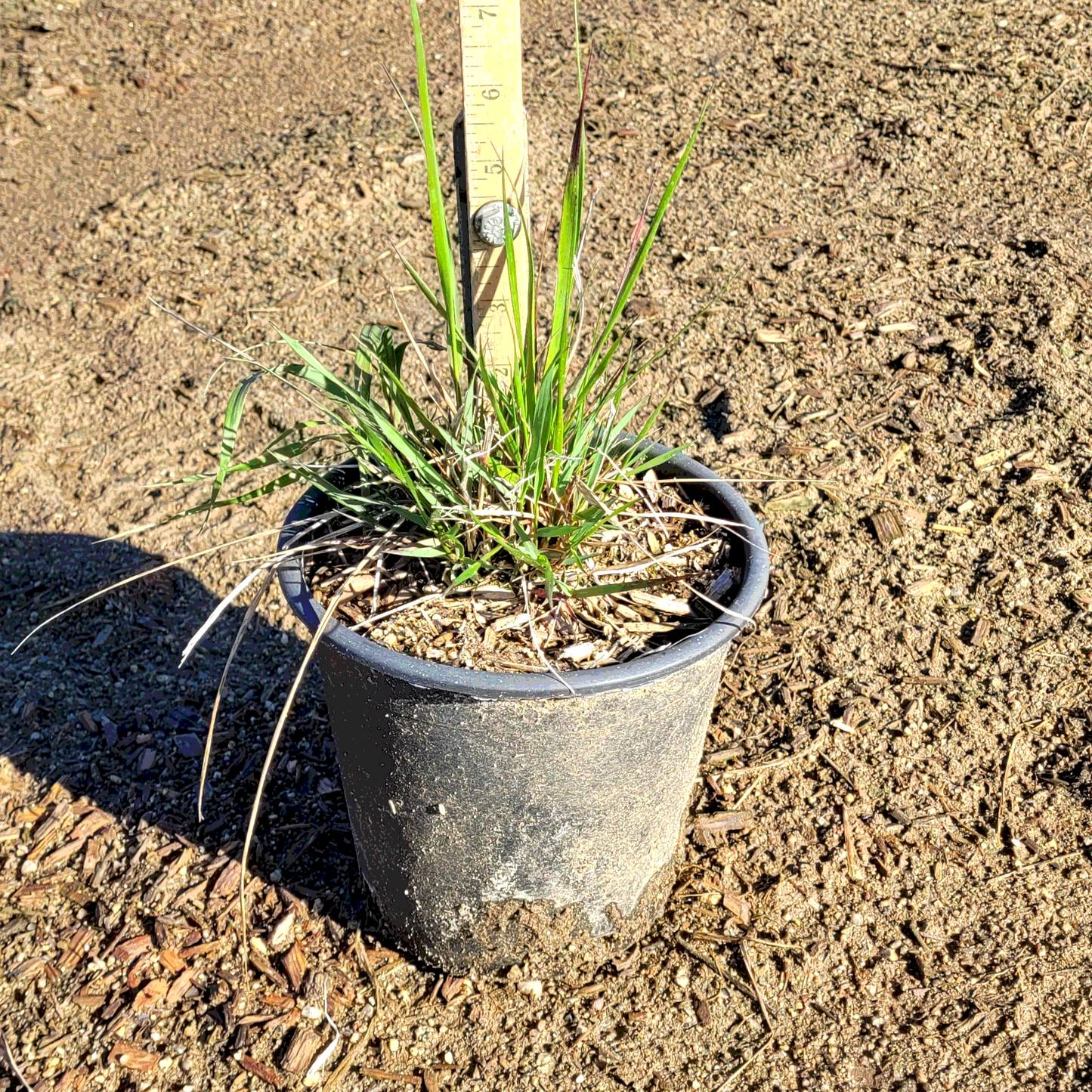 Feather Reed Grass - 1 Gallon - #360