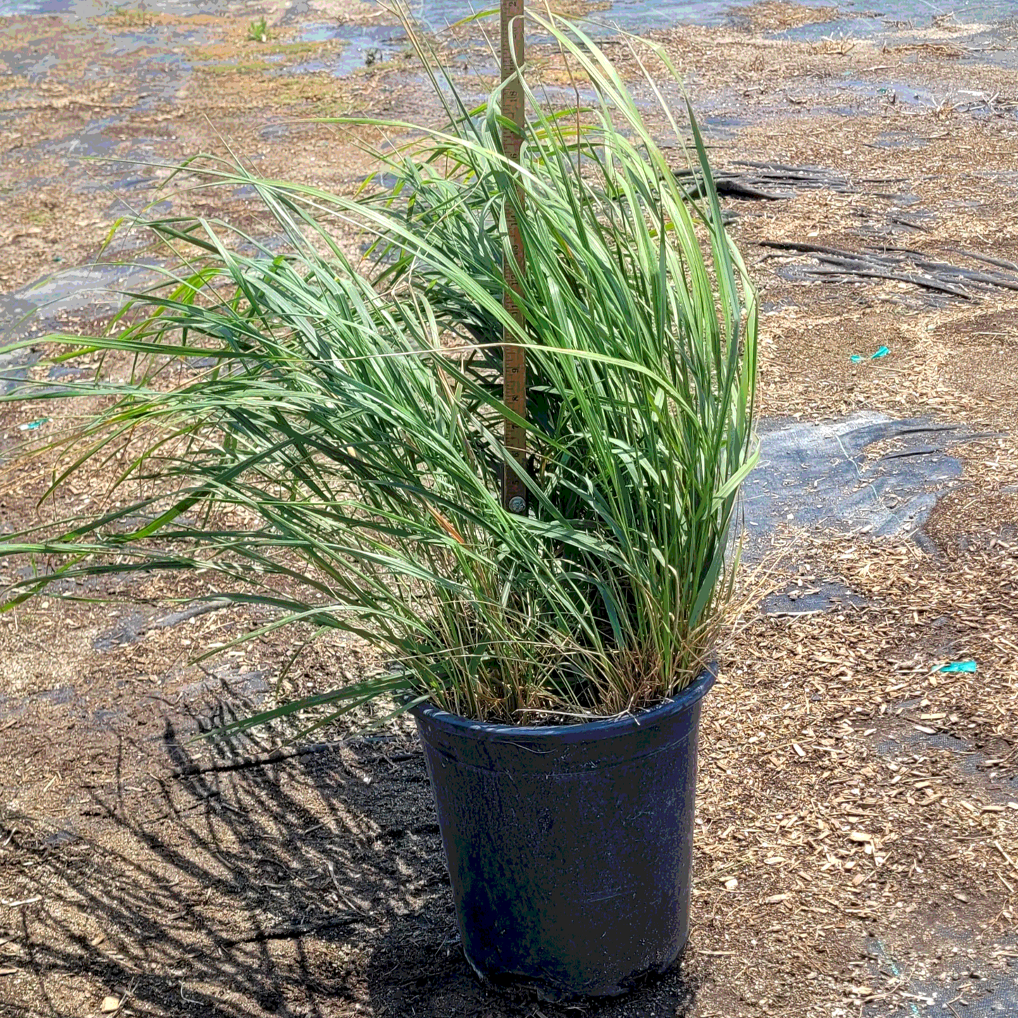 Grass 'Feather Reed Karl Foerster' - 5 Gallon - #32259