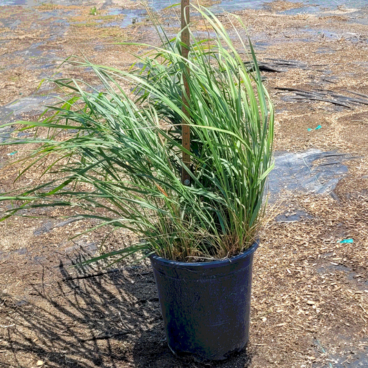 Grass 'Feather Reed Karl Foerster' - 5 Gallon - #32259