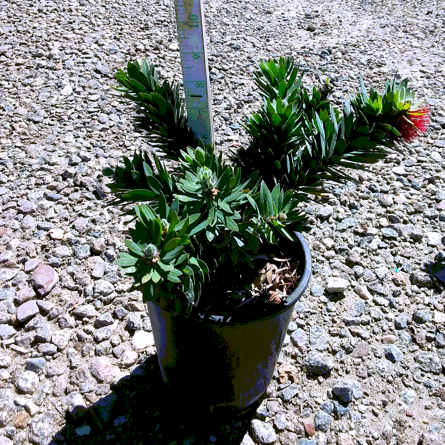 Little John Bottlebrush - 1 Gallon - #535