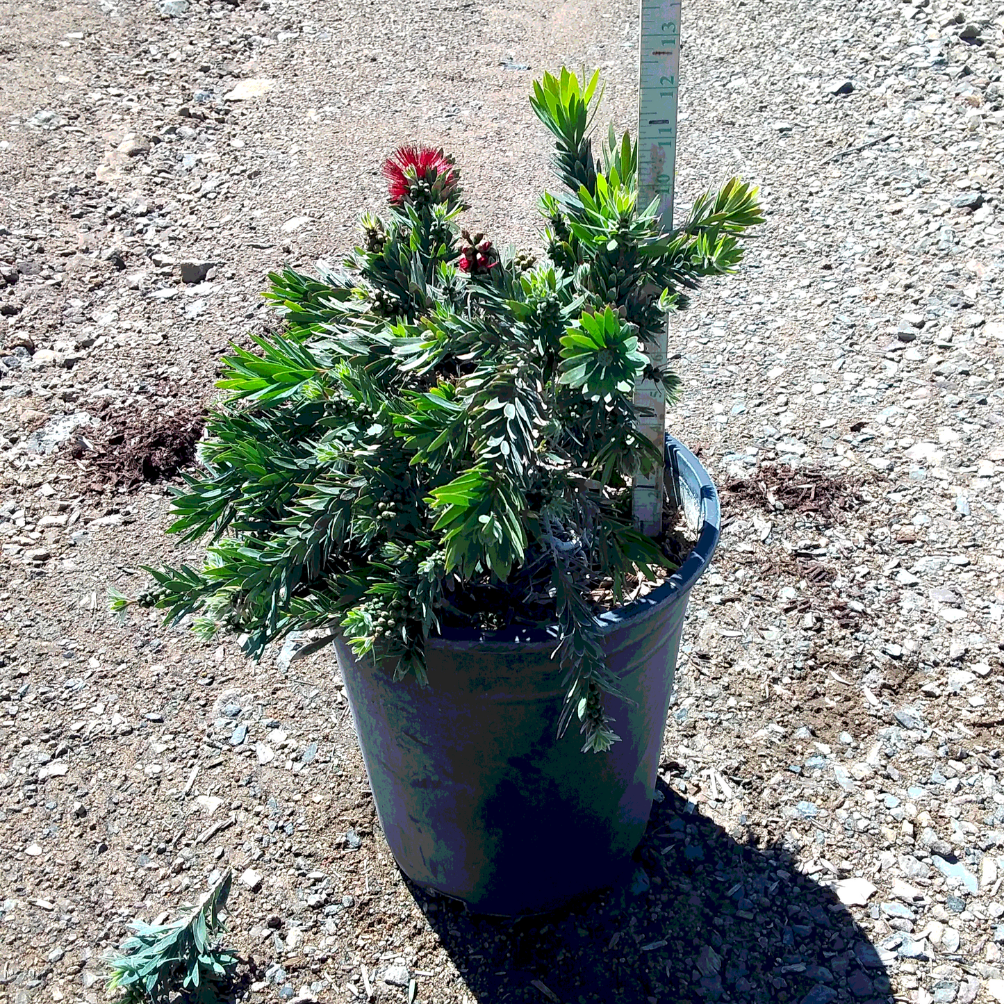 Little John Bottlebrush - 5 Gallon - #536