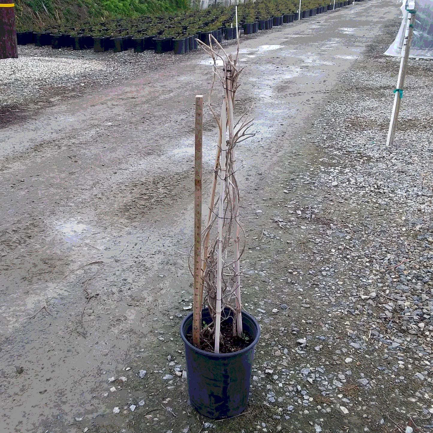 Trumpet Vine 'Yellow' Staked - 5 Gallon - #28097
