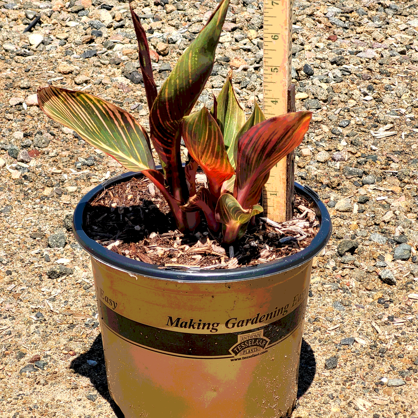 Canna Tropicana ATI - 8" - #26049
