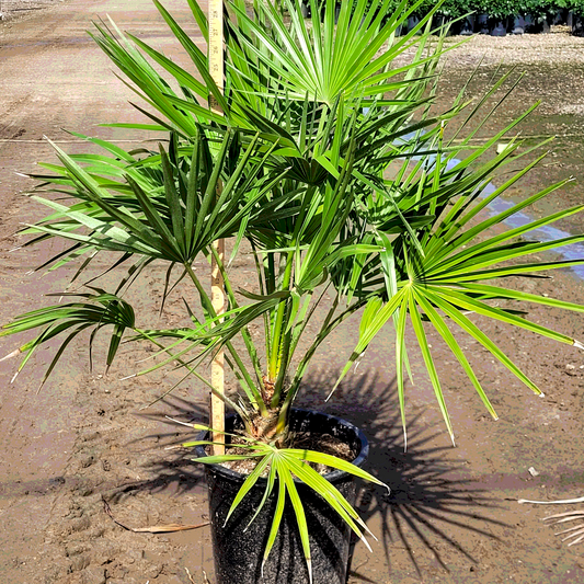 Mediterranean Fan Palm - 5 Gallon - #275