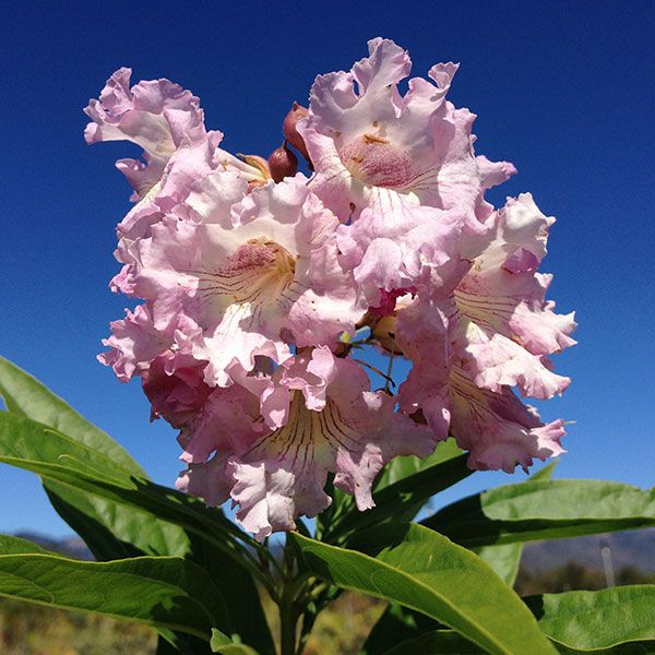 Chitalpa 'Pink Dawn' - 15 Gallon - #4346