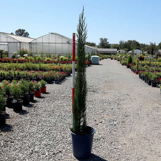 Blue Italian Cypress - 5 Gallon - #32812