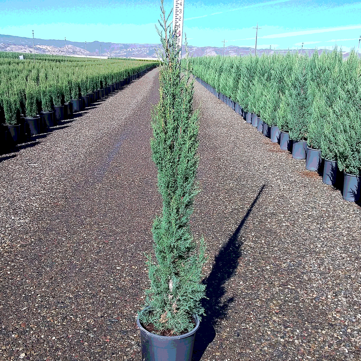 Blue Italian Cypress - 5 Gallon - #32812