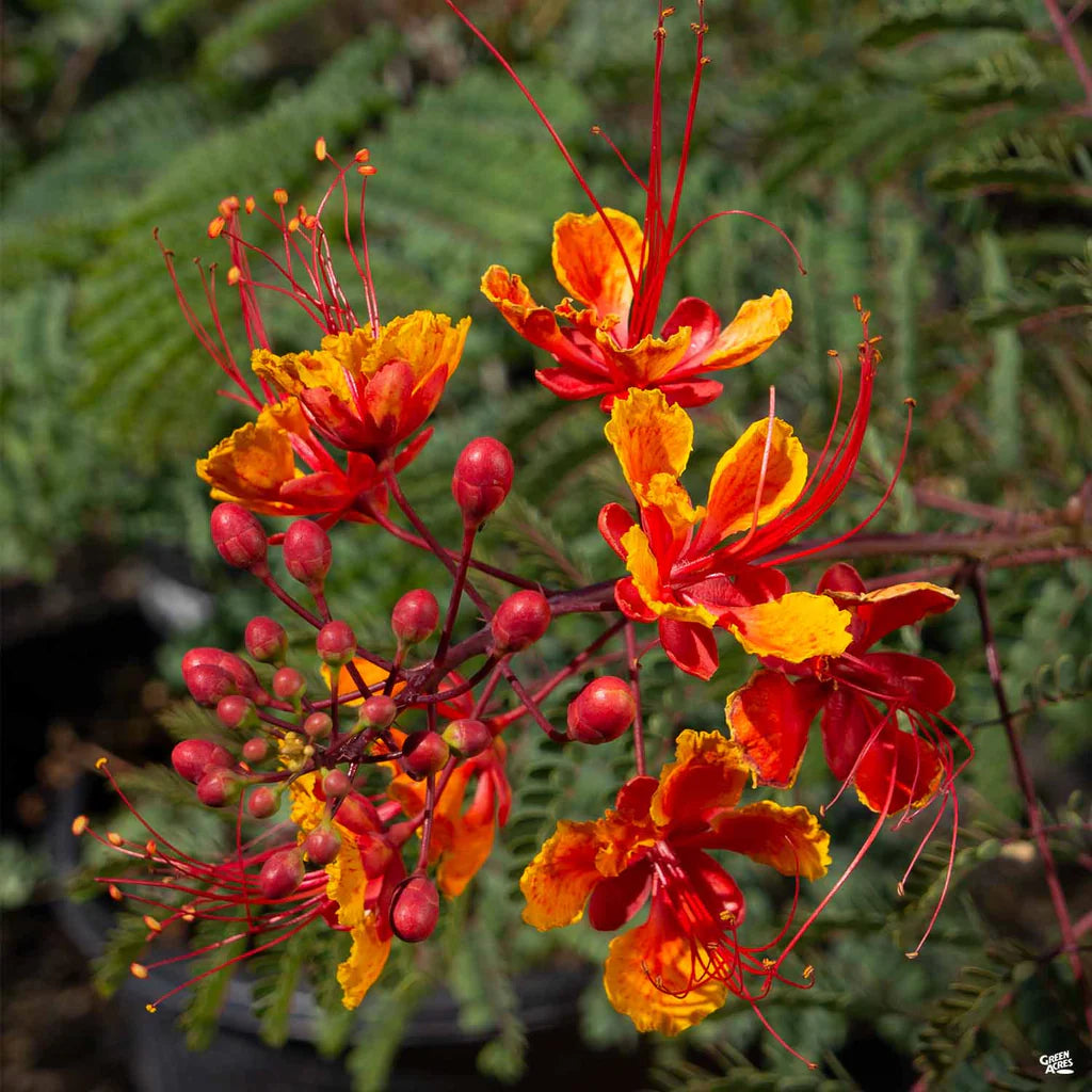 Bird of Paradise 'Red' - 5 Gallon - #2609