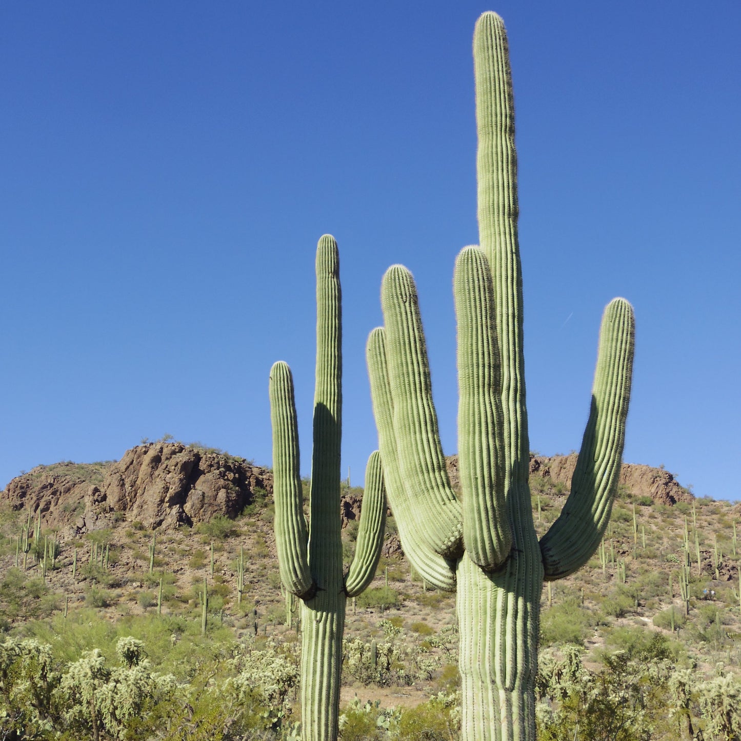 Saguaro Cactus - By the Foot - Special Order