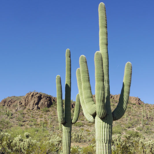 Saguaro Cactus - By the Foot - Special Order